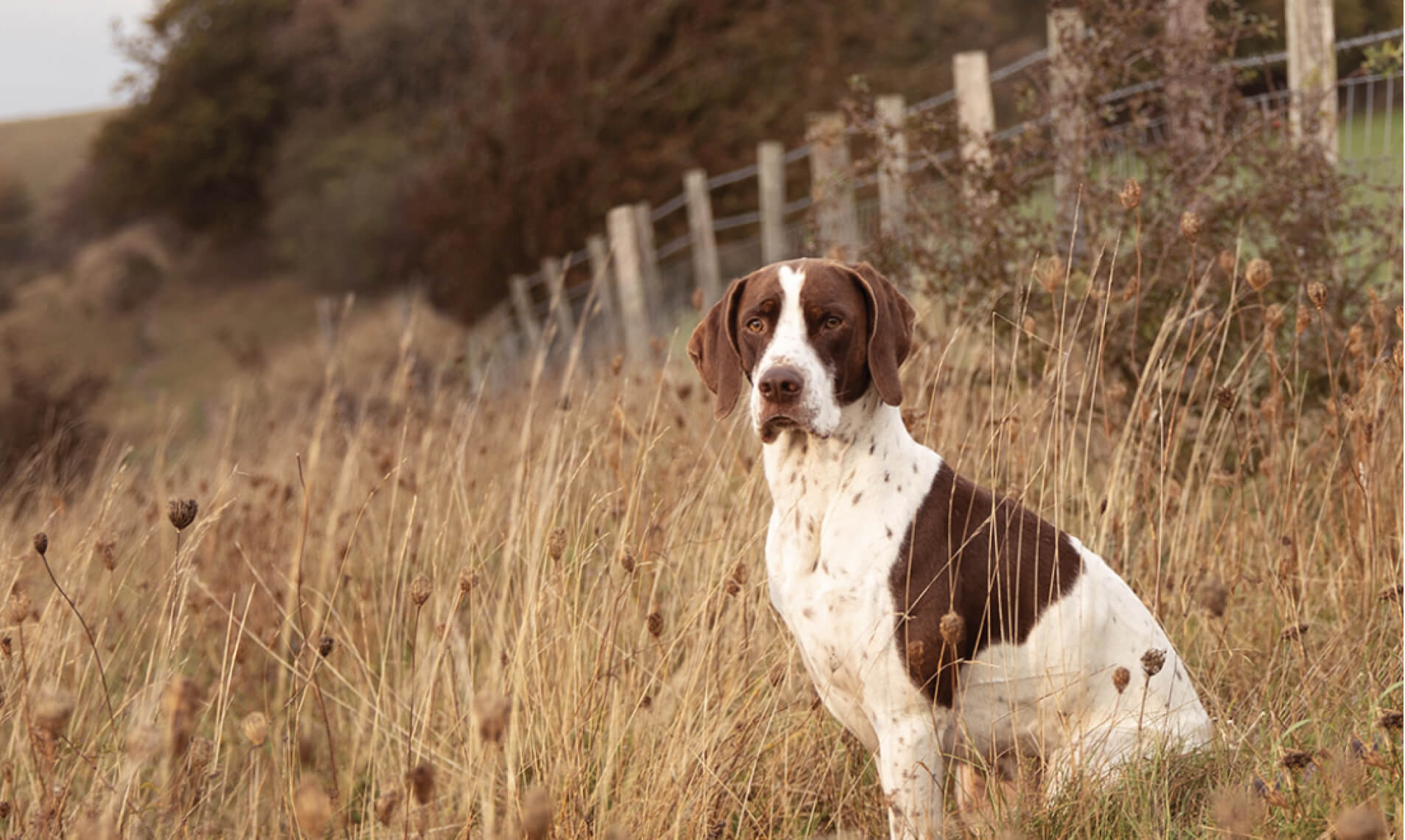 dog image