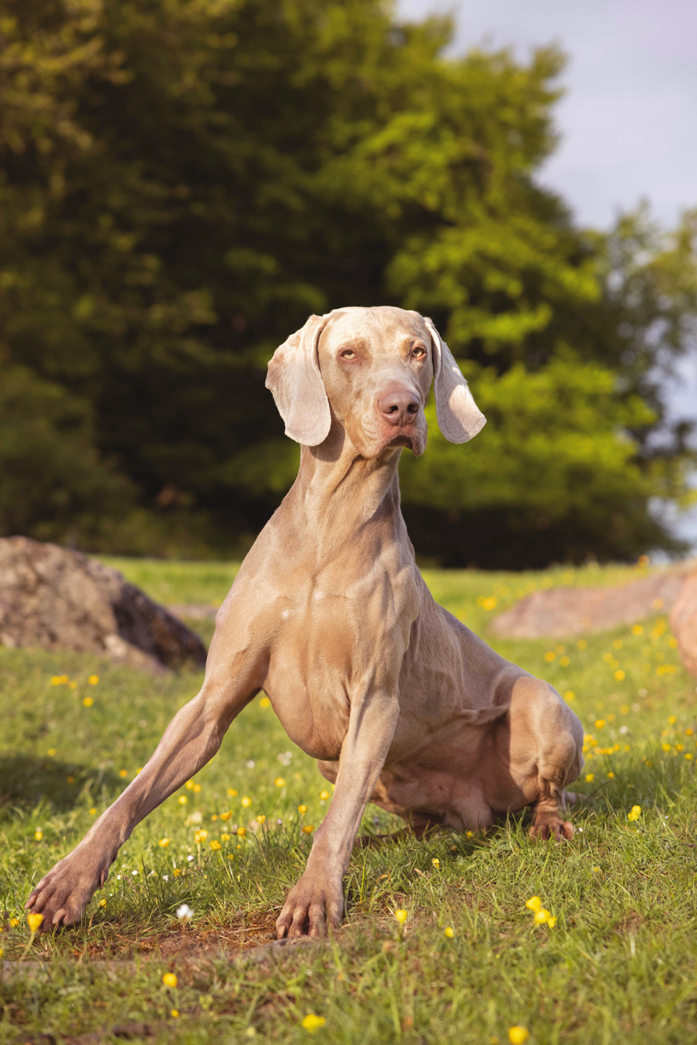 Dog sitting on grass