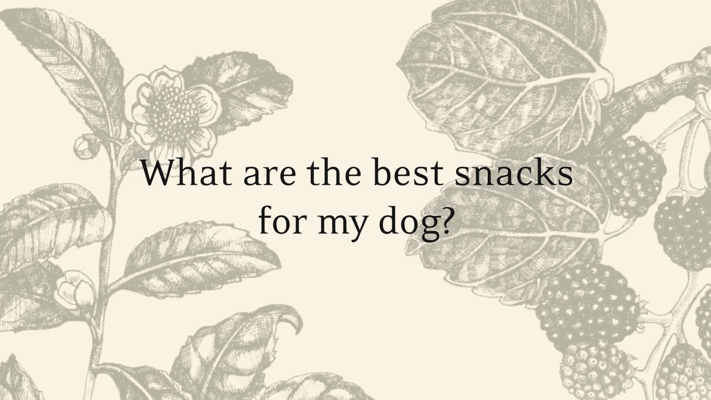 dog image